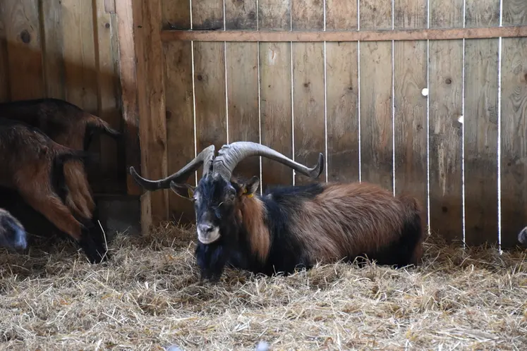 <em class="placeholder">un bouc dans la chèvrerie</em>