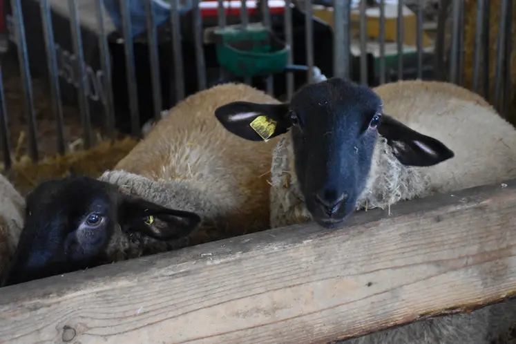 <em class="placeholder">deux moutons dans la chèvrerie</em>