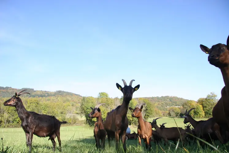 <em class="placeholder">Chèvres alpines au pâturage</em>