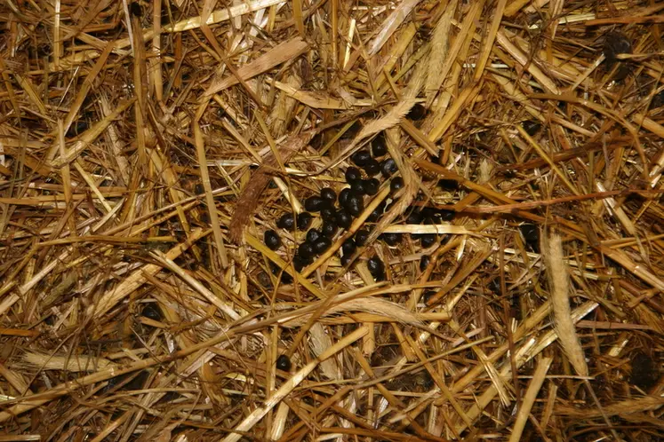 <em class="placeholder">Crotte de chèvres dans la paille</em>