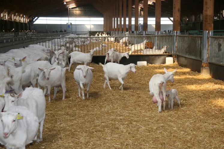 <em class="placeholder">Chèvres saanen en bâtiment</em>