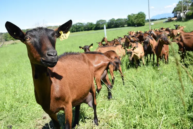 <em class="placeholder">Chèvres alpines en Suisse</em>