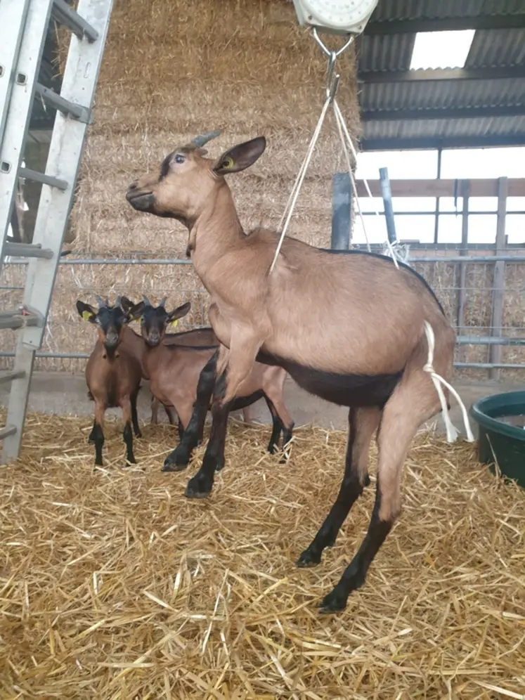 <em class="placeholder">Pesée des chevrettes</em>