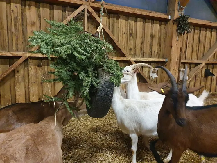 <em class="placeholder">Les chèvres mangent un sapin suspendu dans la chèvrerie.</em>