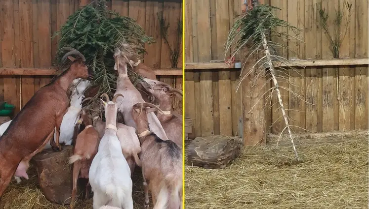 <em class="placeholder">Sapin avant et après le passage des chèvres...</em>