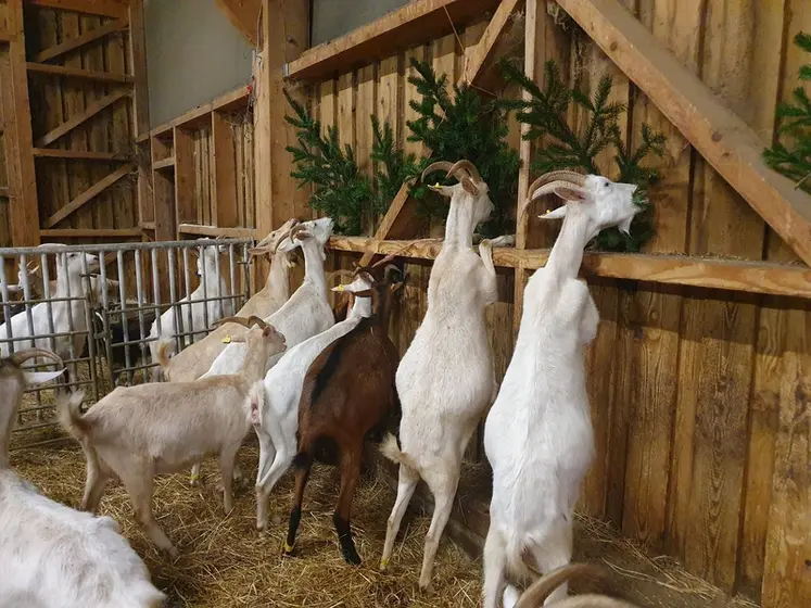 <em class="placeholder">Branches de sapins accroché à la paroi de la chèvrerie et chèvres qui les mangent.</em>