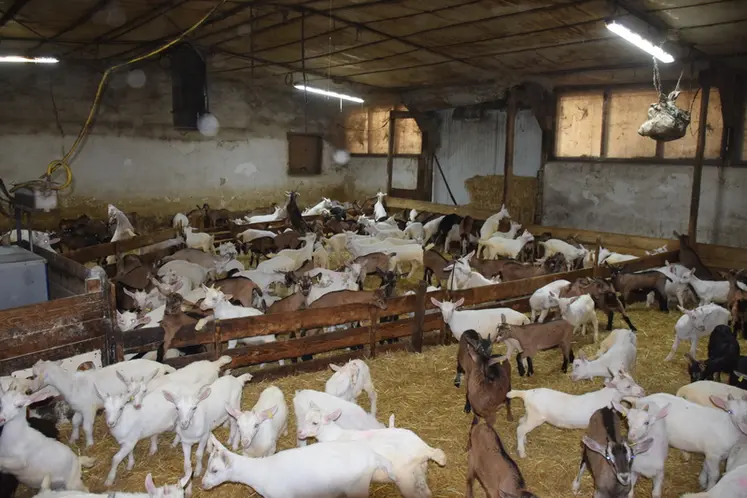 <em class="placeholder">Engraissement des chevreaux</em>