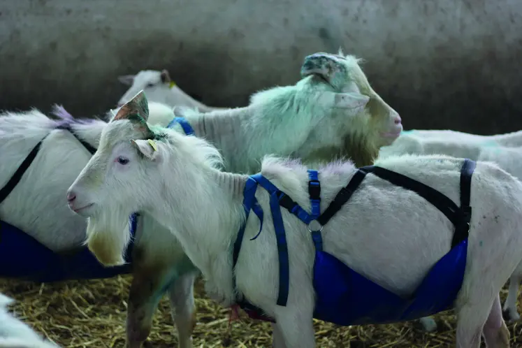 Bouc saanen équipé de tablier