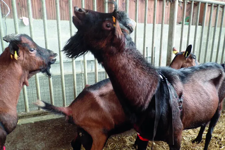 Bouc équipé de tablier