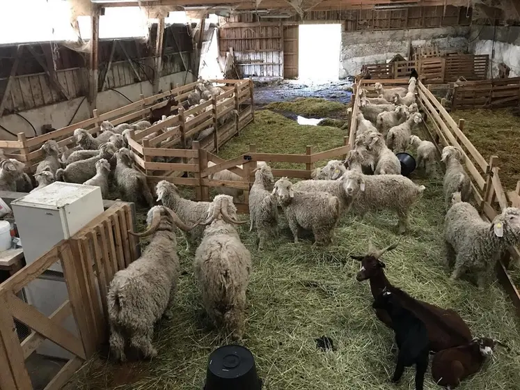 <em class="placeholder">Chèvres et boucs angoras en bâtiment</em>