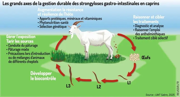 <em class="placeholder">Les grands axes de la gestion durable des strongyloses gastro-intestinales en caprins</em>