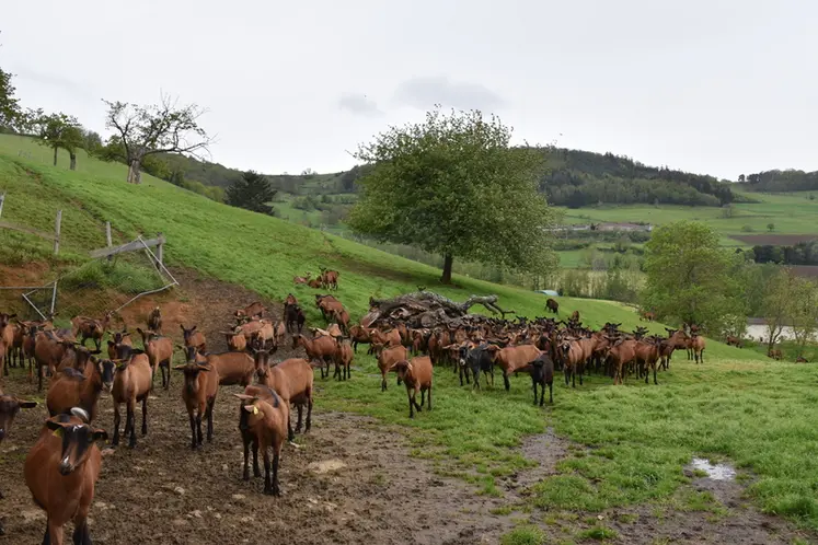 <em class="placeholder">Chèvres alpines au pâturage </em>