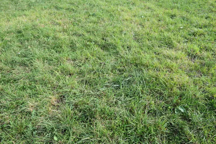 <em class="placeholder">Prairie multiespèce de trois ans</em>