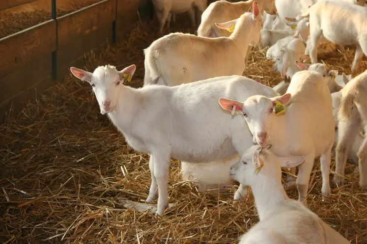 <em class="placeholder">Chevrettes saanen</em>