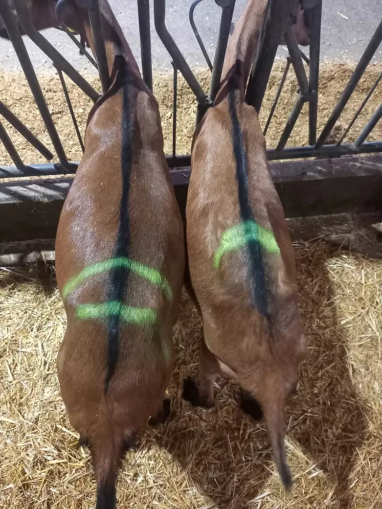 <em class="placeholder">Deux chèvres alpines au cornadis</em>