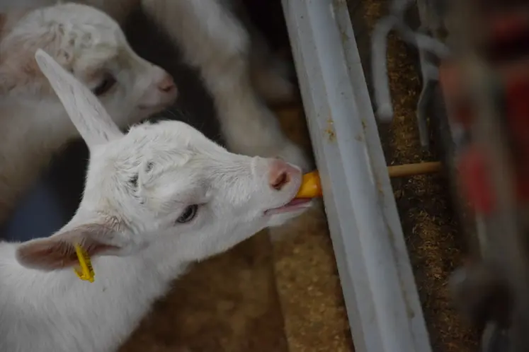 <em class="placeholder">Chevrette tête à la louve</em>