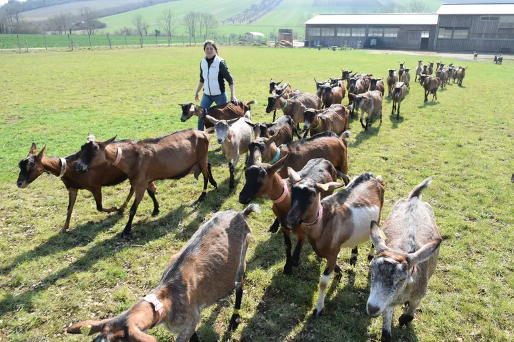 Chèvres alpines et éleveuse dans l'Yonne