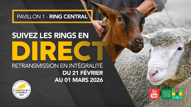 Suivez les rings en direct