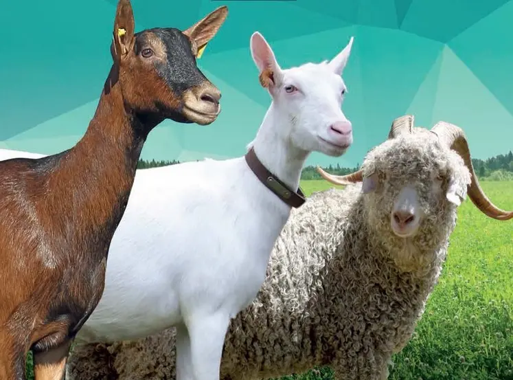 Chèvres alpine, saanen et angora sur le catalogue Capgènes 2026