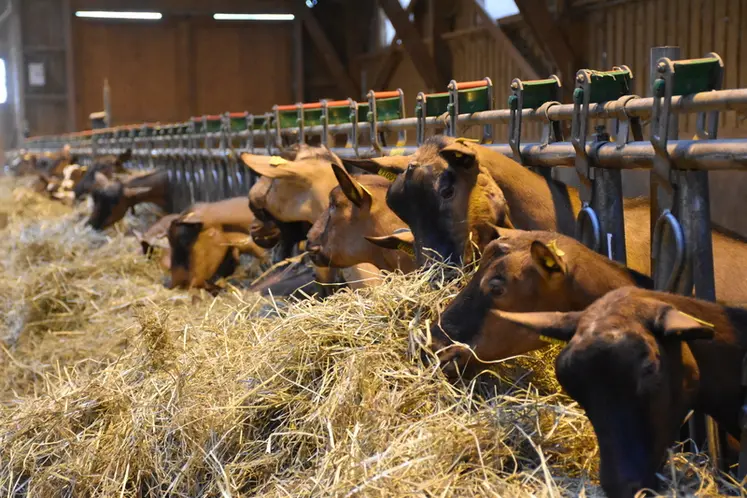 <em class="placeholder">Chèvres alpines mangeant du foin</em>