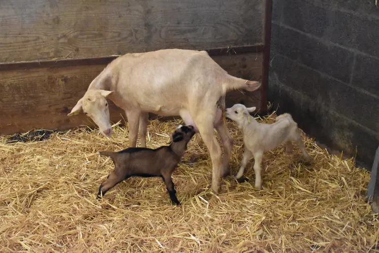 <em class="placeholder">Chèvres et chevreaux au lycée de Melle (79)</em>