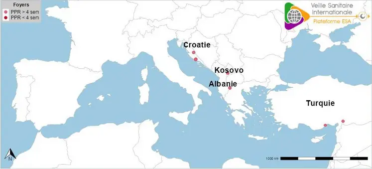 Carte avec foyers de PPR en Europe (épizootiques)et Turquie (enzootiques) depuis juillet 2025.