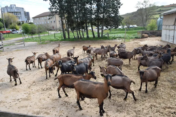 <em class="placeholder">Chèvres à l’AgroBioCampus de Davayé</em>