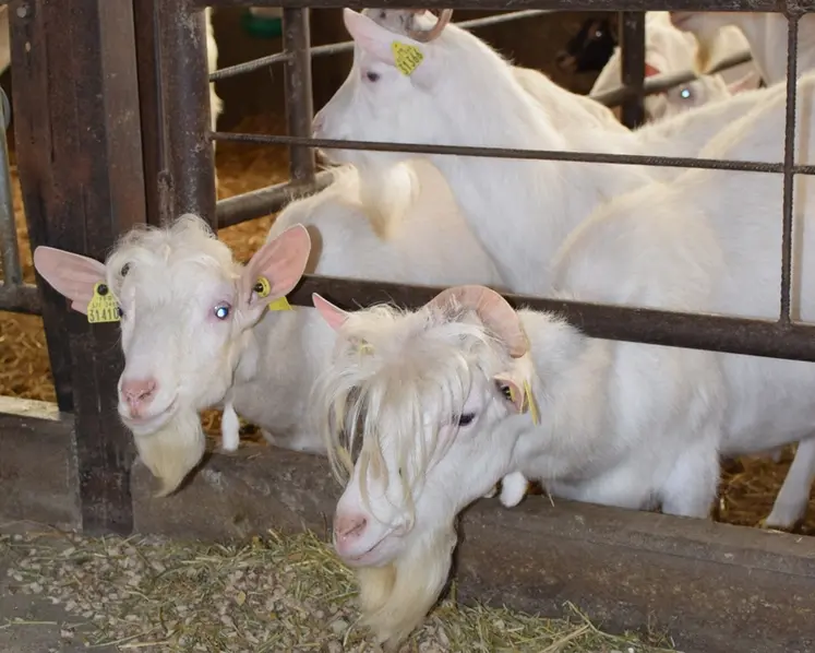<em class="placeholder">boucs de race saanen</em>