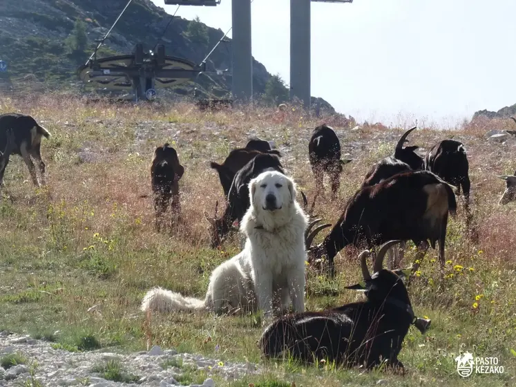 Chien de protection au milieu des chèvres