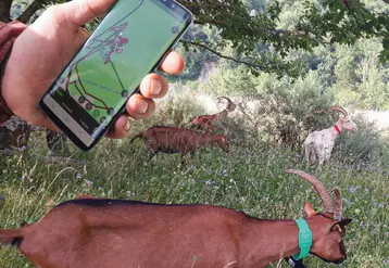 Le GPS permet d'observer le comportement des chèvres dans les parcours.