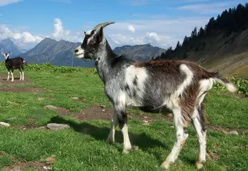 La chèvre de Savoie, comme la plupart des races locales, est parfaitement adaptée à son milieu. Elle supporte le climat rude de la montagne et valorise la végétation sauvage. © DR