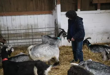 Les chèvres ne reçoivent presque plus de concentrés (sauf des bouchons de luzerne en hiver). Le système alimentaire repose sur le pâturage. © B. Morel