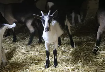 La pépinière de chèvres des Savoie permet aux éleveurs et futurs installés de se fournir en animaux de qualité génétique supérieure répondant parfaitement aux standards de la race. © B. Morel