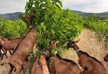 Avec le pâturage des mûriers, les chèvres peuvent exprimer leur comportement naturel pour la cueillette. © C. Boyer