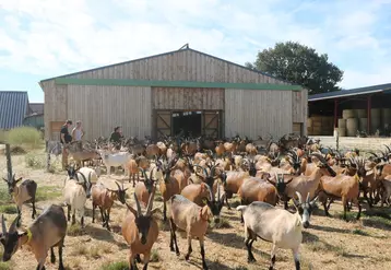 Les éleveurs de la ferme de la Fringale misent sur le bien-être animal et leur confort de travail, en accord avec leur vision de l'élevage.  © B. Morel