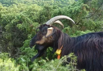 La chèvre des Pyrénées est adaptée  à la végétation dense, mais la garde n'est pas simple dans cette situation. Le suivi GPS permet de gagner en temps et facilité. © F. Thuault