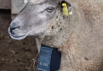 La batterie du collier dure de 20 à 25 jours d’utilisation. Si les animaux  s’échappent, l’éleveur est averti par SMS. © D. Hardy