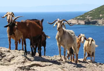 Les 2000 îles grecques de la mer Egée abritent une population de chèvre importante, principalement en élevage allaitant.