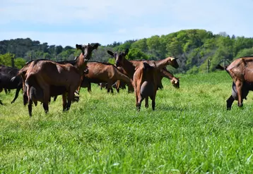 Les différents essais réalisés par l'Inrae permettent d'affirmer que « les chèvres pâturent plus, plus vite et plus longtemps que les vaches laitières, si l'on rapporte les données au kilo de poids vif des animaux ».