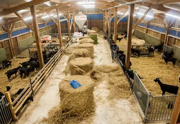 Les associés Gaec Il était une ferme, à Caunay (79) élèvent et transforment le lait de 80 chèvres Alpines. 