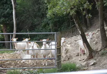 À la ferme de St Alban, les chèvres ont accès à des aires d’exercices (obligatoires dans le cahier des charges de l’AOP Picodon, minimum de 5 m² par chèvre), en cohérence avec la sensibilité de l’éleveur « je les aurais aménagées même sans être dans l’AOP ».