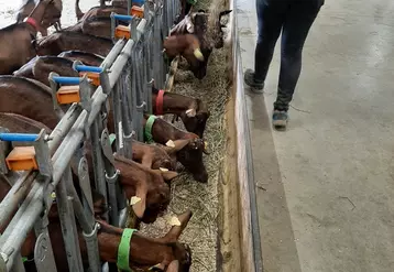 Les chèvres de la ferme expérimentale du Pradel on reçu un mélange céréales-protéagineux, orge et féverole, présenté aplati ou non. Les premiers résultats ne permettent pas de conclure en faveur ou non de l'aplatissement.