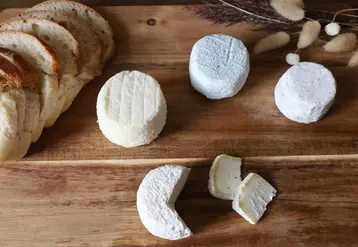 Une légère baisse des fabrications en 2021 pour l'AOP crottin de Chavignol par rapport en 2020, avec 852 t de fromage fabriquées, malgré une hausse de la collecte de 3 % et dans un marché toujours porteur.