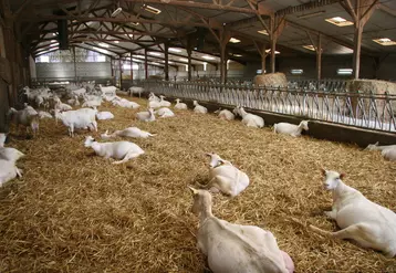 Une bonne gestion de la litière paillée des chèvres est un levier pour limiter le passage des Stec dans le lait.