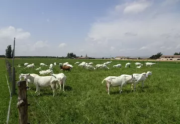 Le troupeau compte au total 125 chèvres, au pâturage de fin février à septembre. Les prairies sont découpées en huit parcelles.