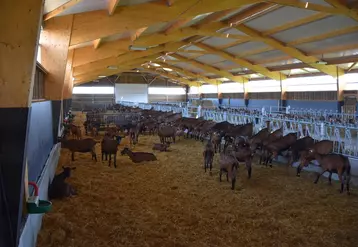 Isolation du toit, ouvertures latérales, curage fréquent, abreuvoirs en nombre... L'adaptation des chèvreries à la chaleur est indispensable dès leur conception.