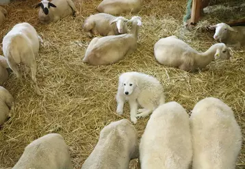 Un chiot né dans une bergerie sera mieux imprégné de l'espèce à protéger qu'un autre. 