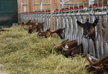 La conduite alimentaire des chèvres en lactation longue doit être raisonnée sur deux points : la régularité dans la qualité et l’ajustement des apports pour limiter l’engraissement excessif.