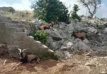 Les chèvres ensauvagées du pic de Vissou dans l'Hérault.