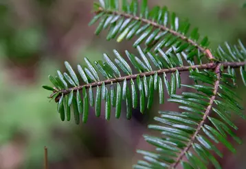 Les chèvres peuvent se régaler des anciens sapins de Noël.